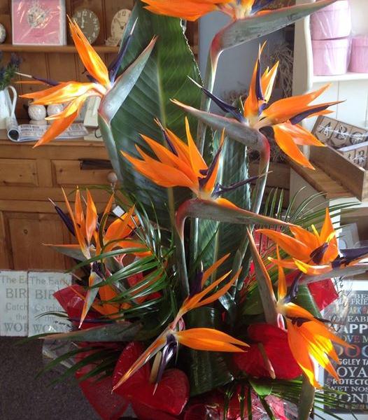 Bird of Paradise - Strelitzia Arrangement